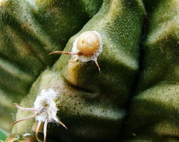 Gymnocalycium _mihanovichii _02